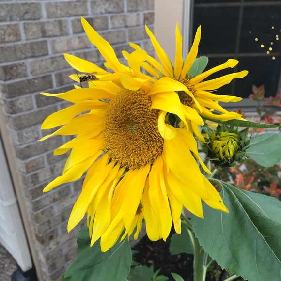 Meet your Posher, Tammy - Picture 1 of 1